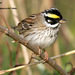 Yellow-browed Bunting - Photo (c) Kim, Hyun-tae, all rights reserved, uploaded by Kim, Hyun-tae