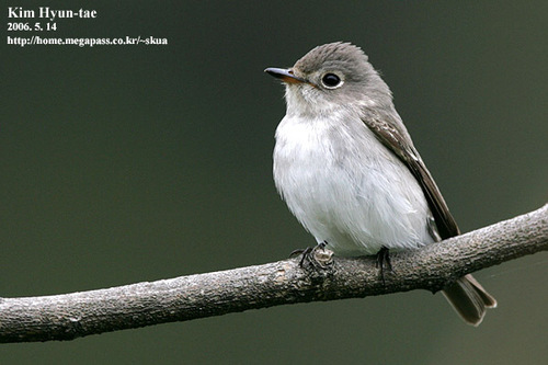Asian Brown Flycatcher