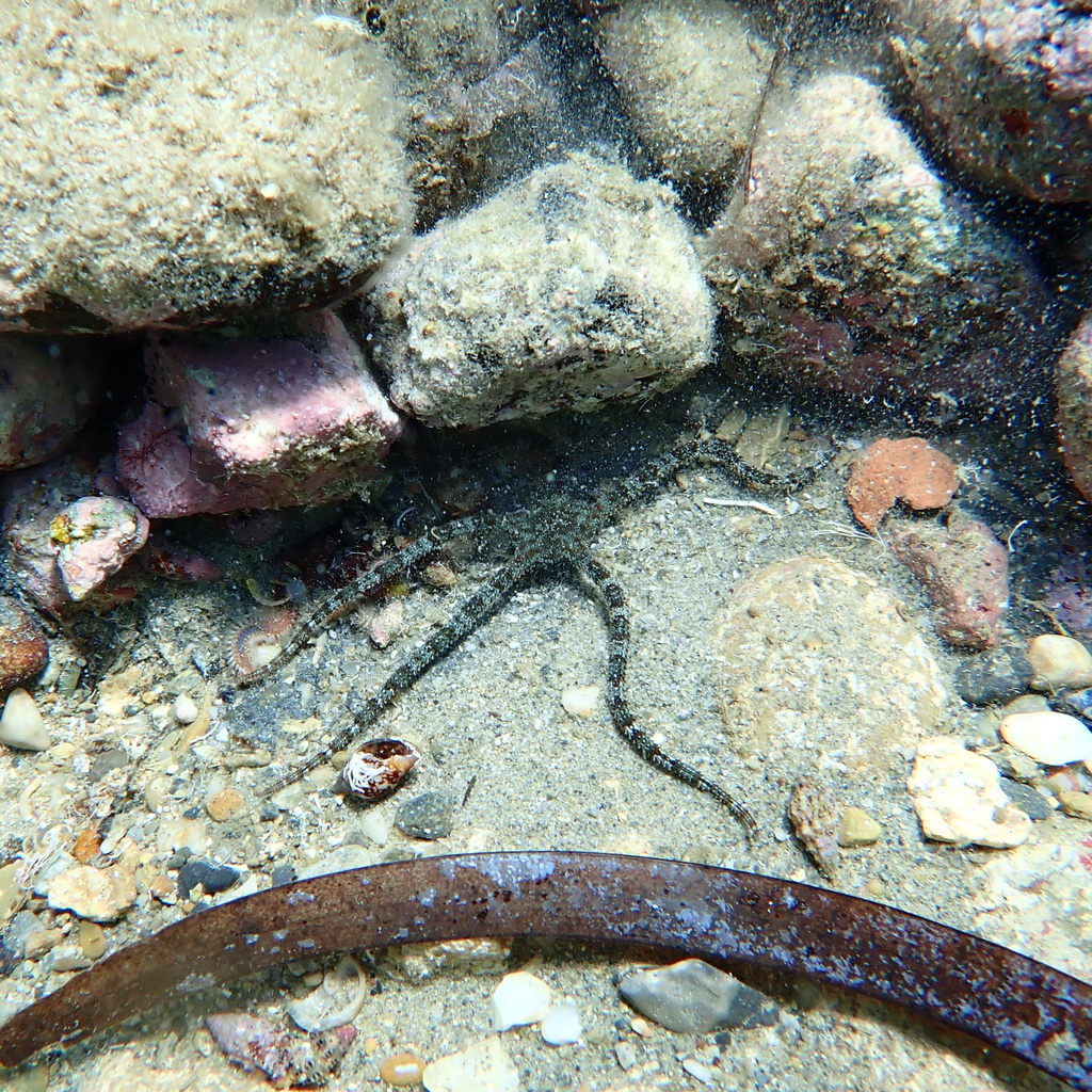 Brittlestar