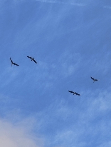 Avistamiento Cigüeña negra (Doñana)