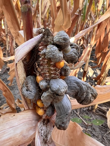 Corn Smut