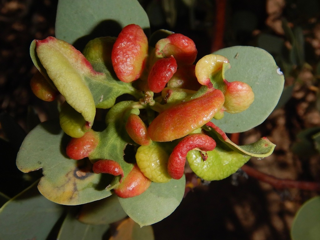 Manzanita aphid