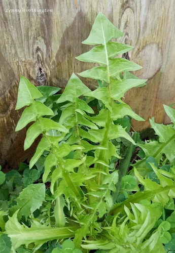 robust dandelion (Taraxacum rhamphodes)
