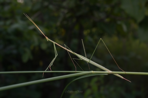 Schizocephala bicornis Linne, 1758