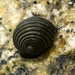 Costate Nerite - Photo (c) Francesca Bianco, all rights reserved, uploaded by Francesca Bianco