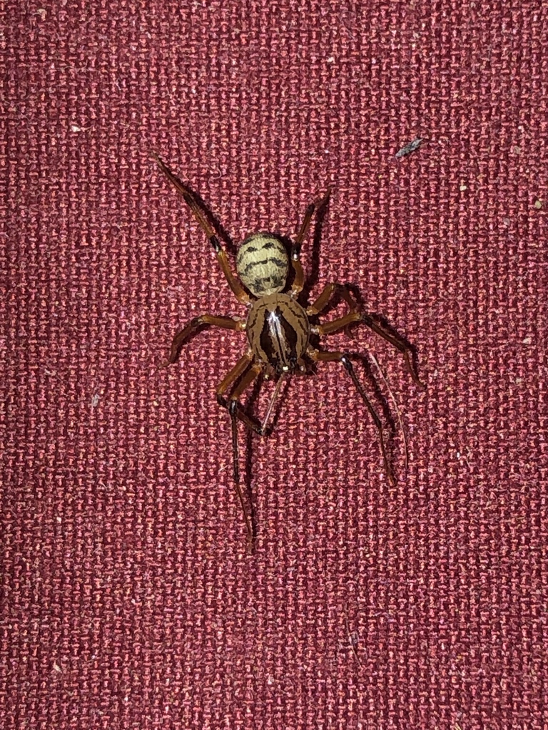 Striped Spitting Spider from 1075710799 E 40th St, Yuma, AZ, US on