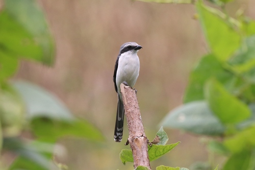 Mackinnon's Shrike