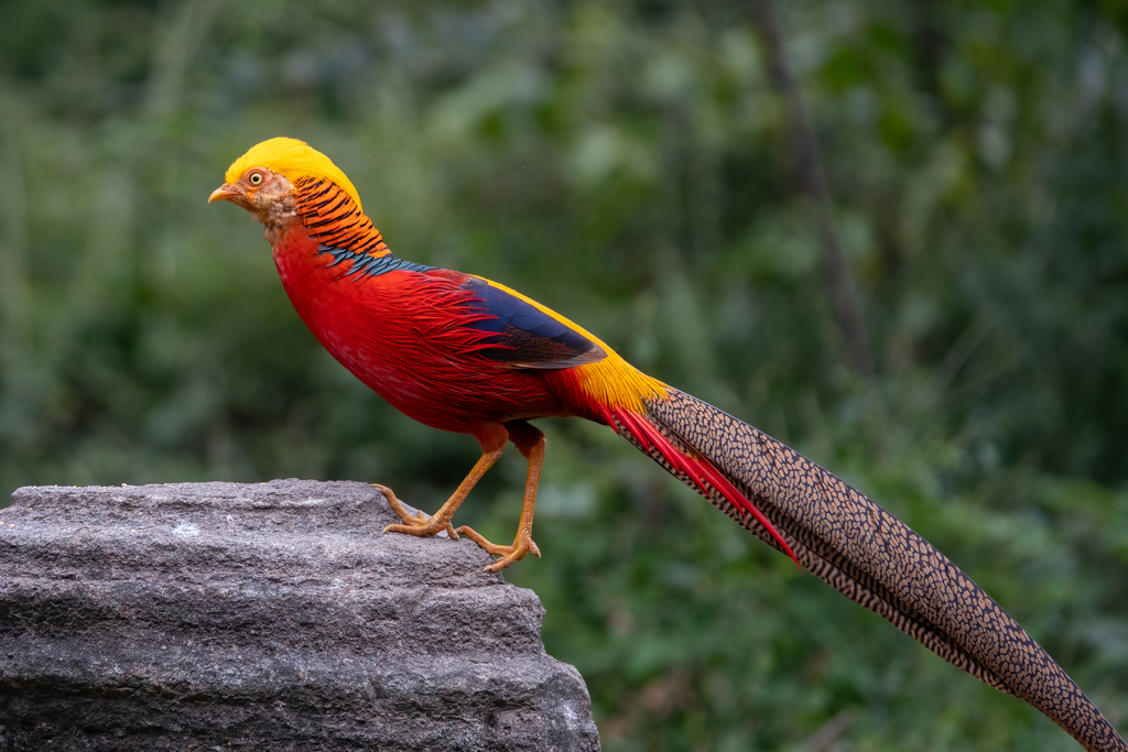Golden Pheasant photo