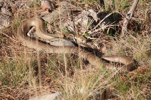 Eastern Brown Snake sighting