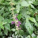 Salvia formosana matsudae - Photo (c) Vivian Li, kaikki oikeudet pidätetään, uploaded by Vivian Li