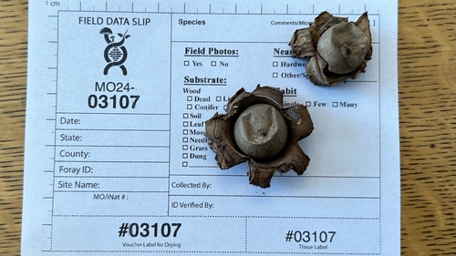 Geastrum triplex (Photo 4 of 4)