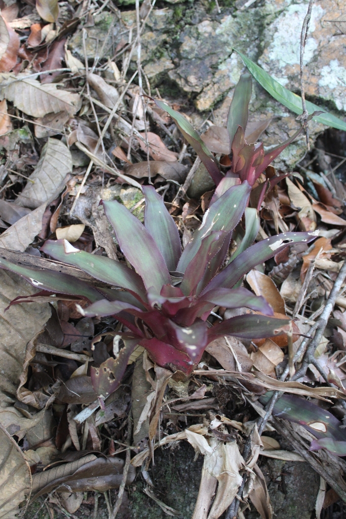 Nidularium in September 2024 by Vagner Faller · iNaturalist
