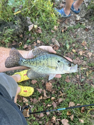 White Crappie