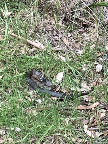 Tiger Snake sighting