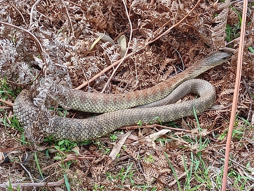 Tiger Snake sighting