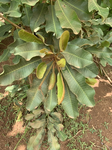 Shea Tree