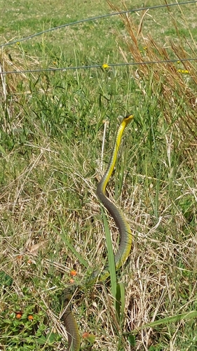 Common Tree Snake sighting