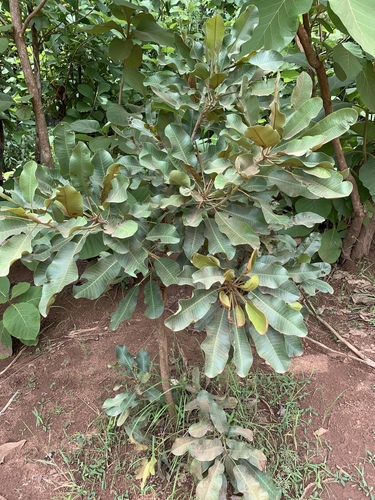 Shea Tree