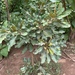 Vitellaria paradoxa - Photo (c) Orou Gaoue, όλα τα δικαιώματα διατηρούνται, uploaded by Orou Gaoue