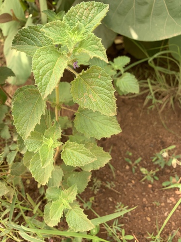 Wide Spikenard