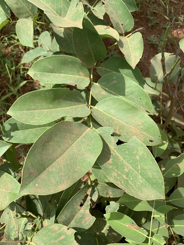 African Copaiba Balsam Tree