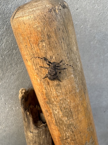 Mesosa myops