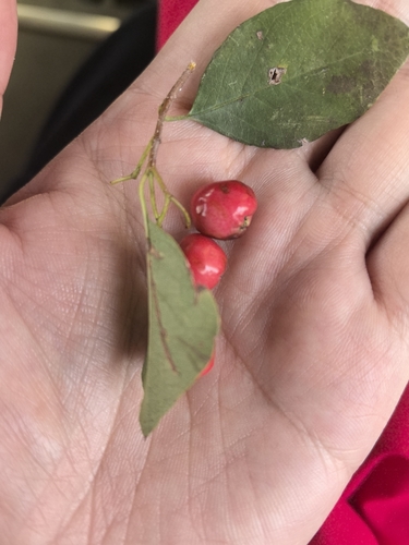 Siberian crabapple