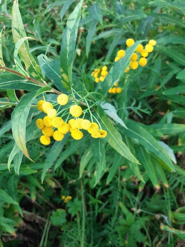 Common Tansy