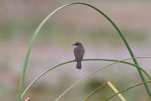 Swamp Flycatcher