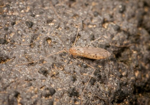 Geranomyia bezzii