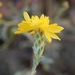 Lessingia glandulifera - Photo 由 Jeff Stauffer 所上傳的 (c) Jeff Stauffer，保留所有權利