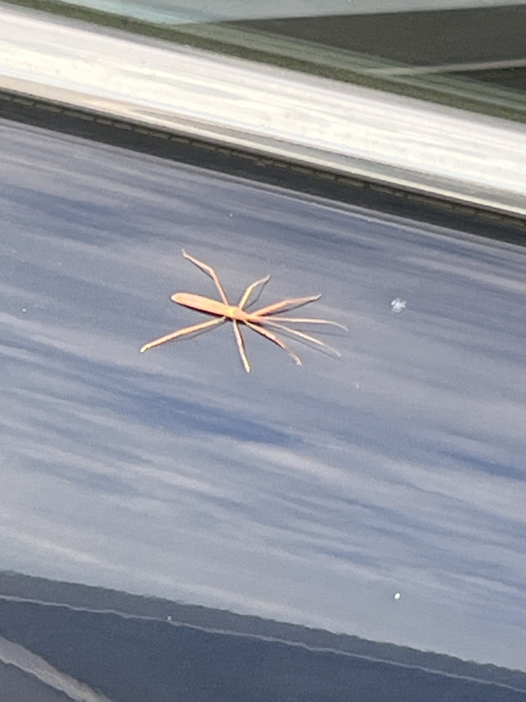 Winged and Once-winged Insects from SW Avenue M, Belle Glade, FL, US on ...