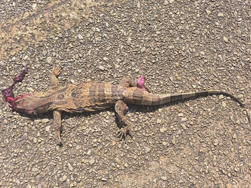White-throated monitor