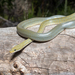 Green Rat Snake - Photo (c) Michael Jacobi, all rights reserved, uploaded by Michael Jacobi