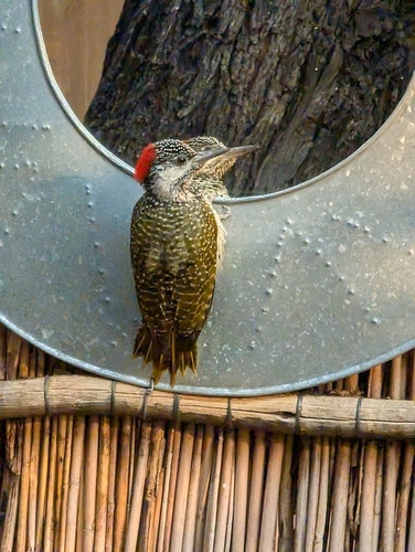 Golden-tailed Woodpecker