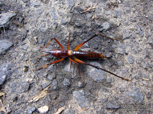 Borinquenula