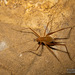 Mammoth Cave Cricket - Photo (c) Judd Patterson, all rights reserved, uploaded by Judd Patterson