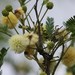 Senegalia berlandieri - Photo (c) Tripp Davenport, όλα τα δικαιώματα διατηρούνται
