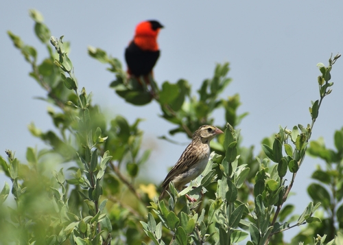 Northern Red Bishop