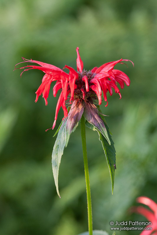 Monarda didyma