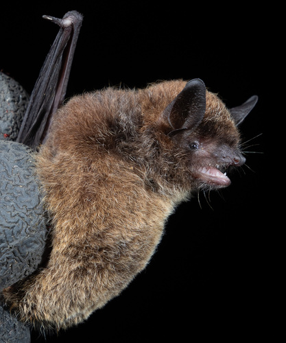 Colombian Black Myotis (Myotis caucensis) — Data Deficient Mammalia