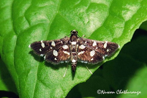 Dotted Sable