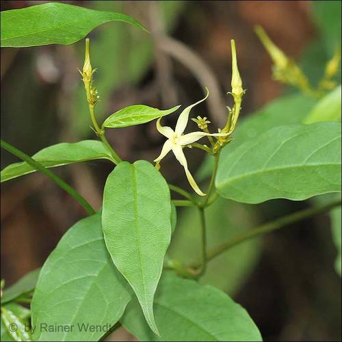Cryptolepis sanguinolenta · iNaturalist