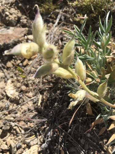 White Point-vetch
