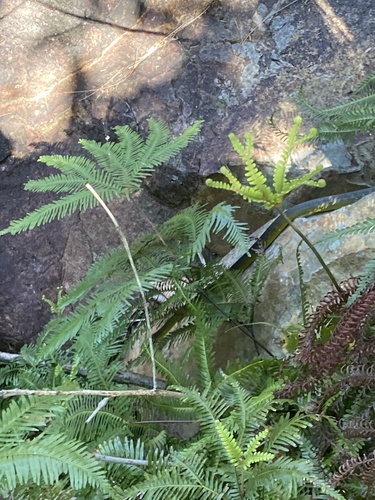 Common Tree Snake sighting