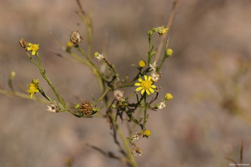 Roundleaf Snakeweed
