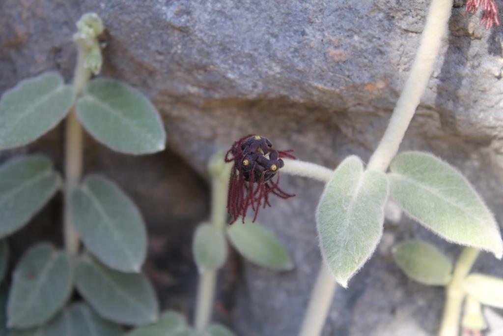 Trichosacme lanata