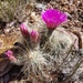 Echinocereus engelmannii magnursensis - Photo (c) dgrimmphd, all rights reserved, uploaded by dgrimmphd