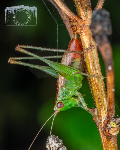 Long-horned Meadow Katydid