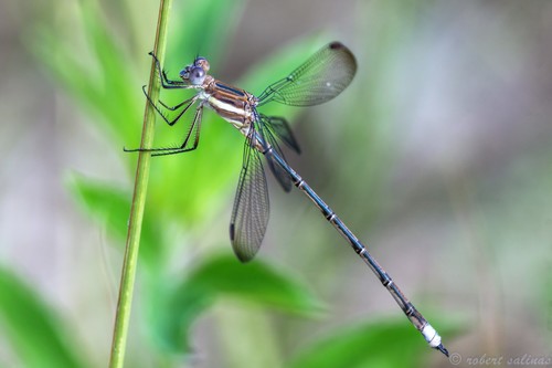 Great Spreadwing